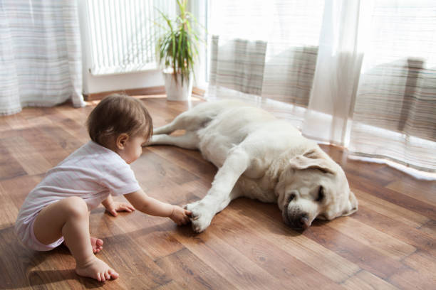 Kid playing with dog | Dalton Flooring Outlet
